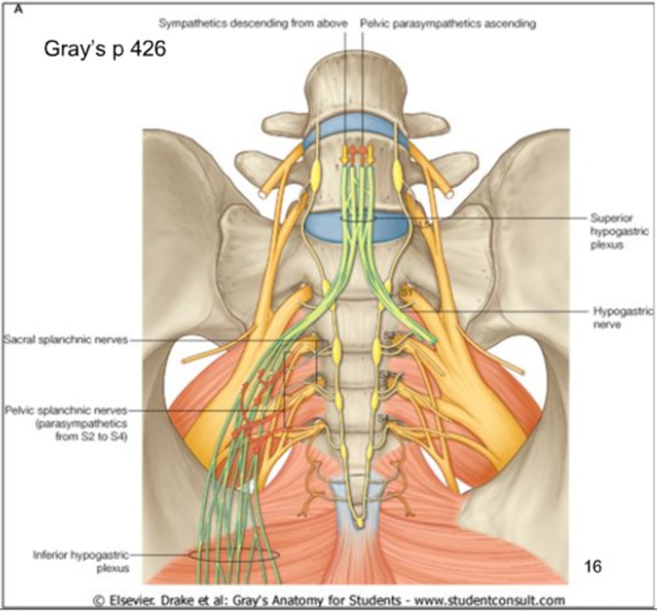<p>what is the Inferior hypogastric plexus sympathetically innervated by?</p>