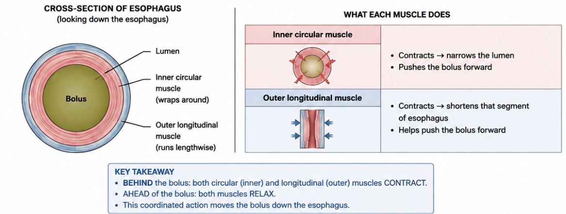 <p>Answer: It relaxes.</p><p>Extra Information:</p><ul><li><p>This occurs together with circular muscle contraction behind the bolus.</p></li></ul><p></p>