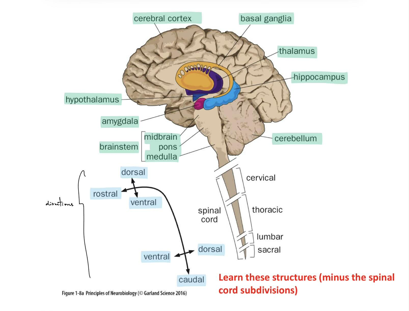 <p>white matter</p><ul><li><p>has the <u>axon tracts</u> (the communication pathways)</p></li><li><p>is mostly <u>myelinated </u>axons</p></li></ul><p>gray matter</p><ul><li><p>everything else (soma, dendrites, synapses, glia)</p></li><li><p>is mostly <u>unmyelinated </u>axons</p></li></ul><div data-type="horizontalRule"><hr></div><p>(hippocampus is “C” shaped)</p>