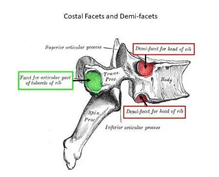 <p>are highlighted, where the ribs articulate with the thoracic spine. amts of facets on each vertebrae may differ, but these are the typical ones</p>