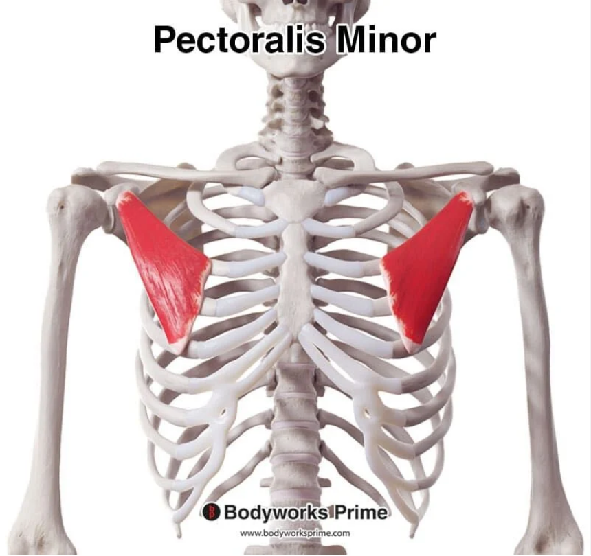 <p>pectoralis minor (deep to pectoralis major)</p>