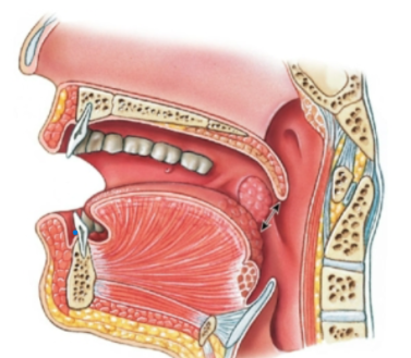 knowt flashcard image