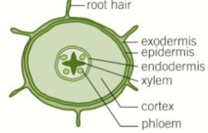 <p><span style="background-color: transparent;"><span>root hairs > exodermis > epidermis > cortex > endodermis > vascular bundle</span></span></p>
