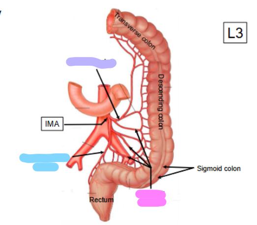 <p>whats the divisions of the IMA shown in pink </p>