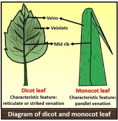 <ul><li><p>Dicots are more like ur typical leaf with striked venation while monocots have parallel venation</p></li><li><p>Lily= monocot, Daisy= dicot</p></li></ul><img src="https://www.shutterstock.com/image-photo/lily-valley-leaf-isolated-on-260nw-2485132015.jpg" data-width="75%" data-align="center" alt="Lily"><img src="https://foragerchef.com/wp-content/uploads/2022/06/IMG_9090.jpg" data-width="50%" data-align="center" alt="Daisy"><p></p>