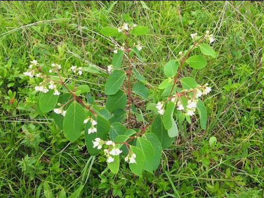 <p>This perennial plant, growing up to 1 to 1.5 meters tall, features striking, smooth, reddish stems. It is widely recognized by its drooping, oval, untoothed leaves and its fragrant, bell-shaped, pale pink-and-white flowers that feature dark pink stripes. When broken, all parts of the plant exude a toxic, milky white sap.</p>