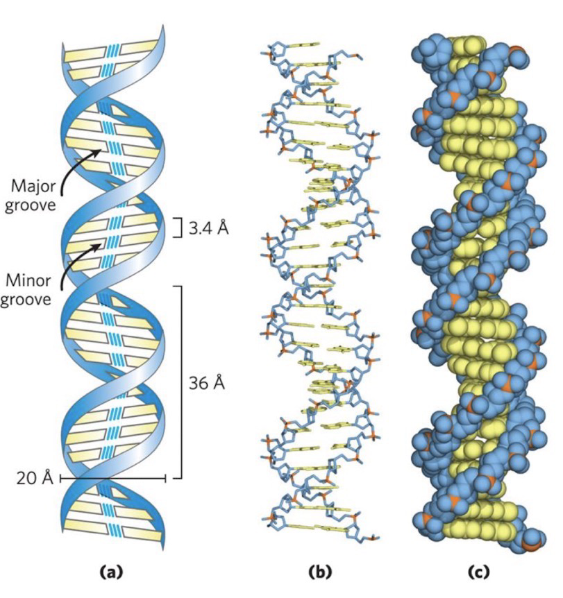 <p>DNA is a long, flexible molecule, typically in the B-DNA conformation</p><p>Right-handed helix, 10.5bp per turn, bp is flat and perpendicular to backbone, hydrophobic portion is on the inside (Occurs via hydrophobic and base-stacking interactions)</p><p>Bps are exposed in<strong> major and minor grooves</strong>, where other things can interact with DNA</p>