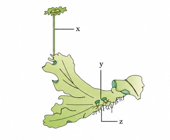<p>Marchantia (liverwort) </p>