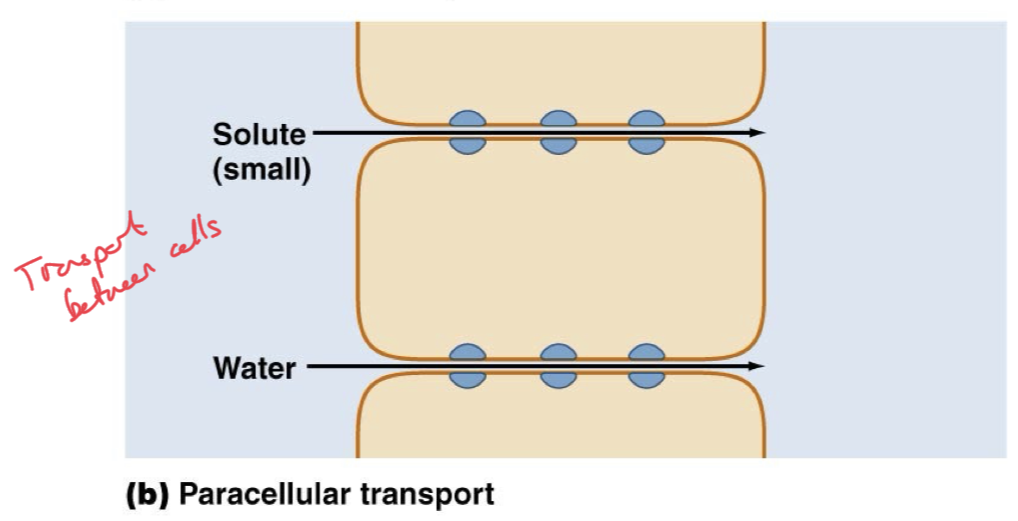 <p>Transport of a solute right down the crack between two cells. Pass/leak through the tight junctions.</p><p>Movement between cells, usually through more “leaky” epithelia rather than the “tight” epithelia</p><p>Only possible for small solutes which can leak through. Water can pass through paracellular transport. </p><p>More likely to occur when solute concentrations are higher, stronger push/gradient force.</p>