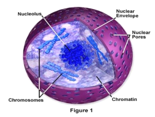 <p>Nucleus</p>