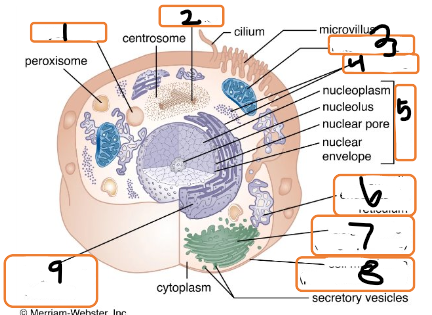 <p>what is 9?</p>