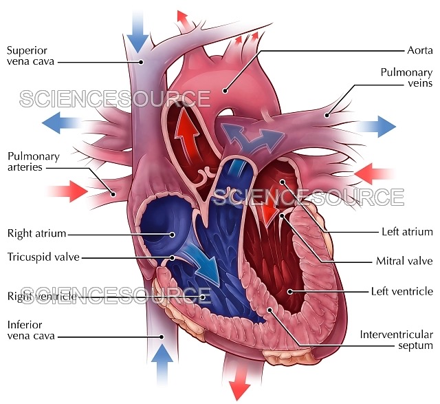 <p>Using the table bank and the image below, describe the flow of deoxygenated blood and the flow of oxygenated blood.</p><p>B. Oxygenated blood:</p>
