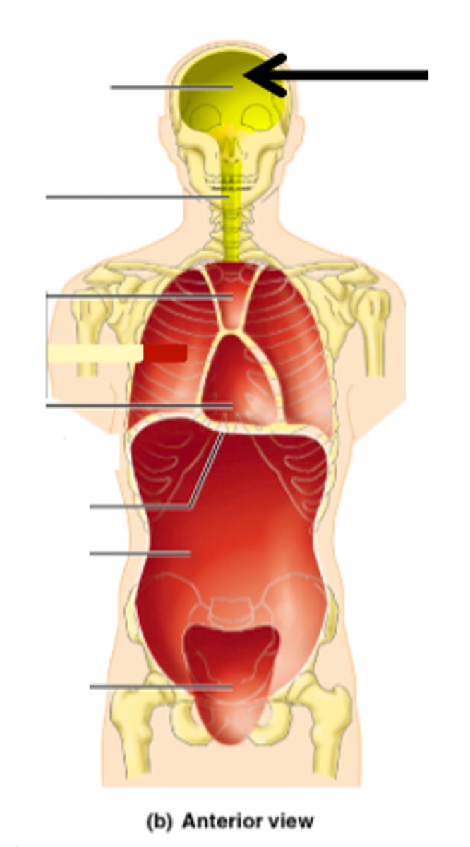 <p>Houses the brain.</p>