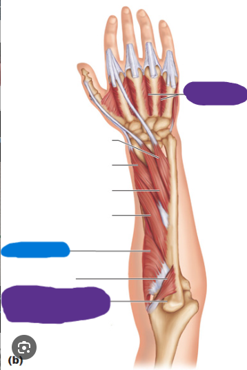 <p>Muscle, Action (Blue). Perform the action on your own body</p>