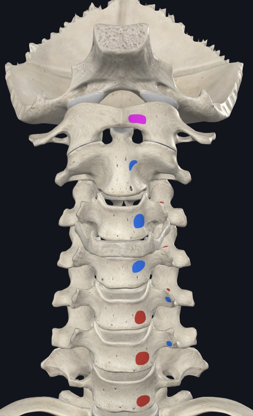 <p>Ant. tubercle of C1; Bodies of C1-C3 and TP of C3-C6</p>
