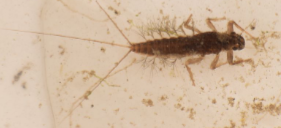 <p>Mayfly nymphs with Gills branched and strap like, held to side of body; tails longer than body, held in T shape at rest; poor swimmers </p>