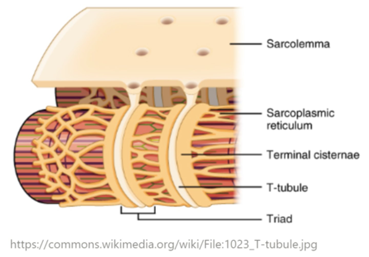 <p>the sarcoplasmic reticulum (SR)</p>