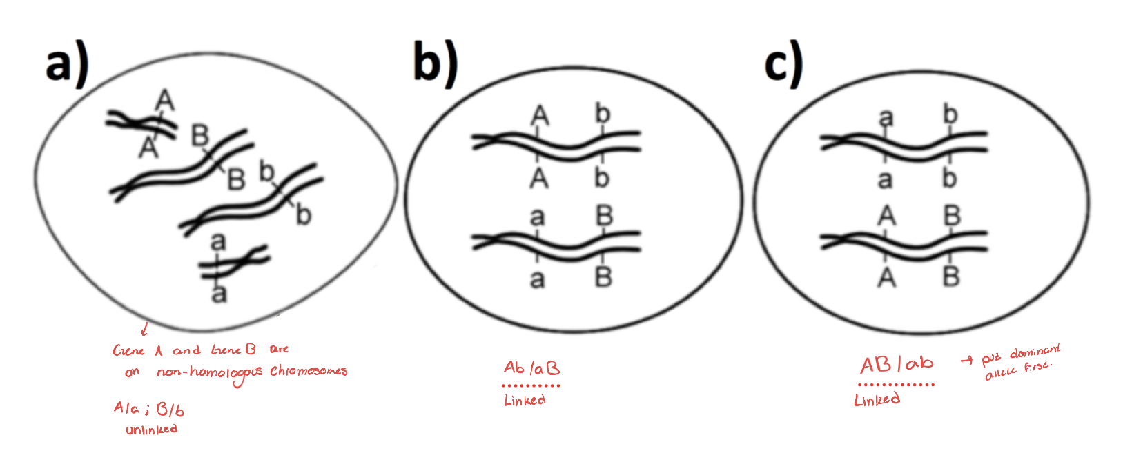 <p>Slashes indicate alleles for genes on HOMOLOGOUS chromosomes  </p>