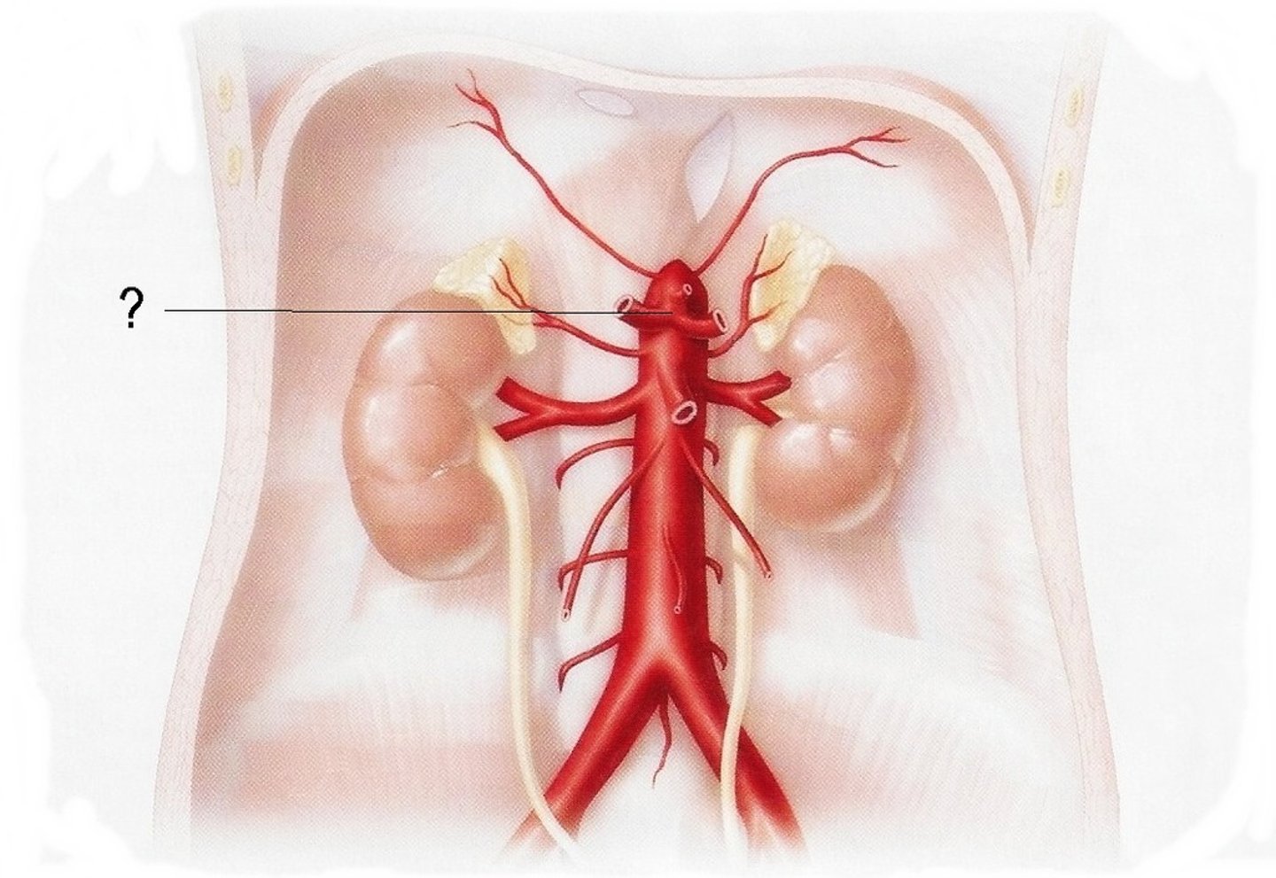 <p>very superior branch off the abdominal aorta, supplies the foregut</p><p>branches: R/L gastric a., R/L gastroepiploic (gastro-omental) a., duodenal a., hepatic a., splenic a.</p>