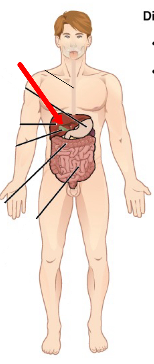 <p>Identify the organ the red arrow it pointing to.</p>