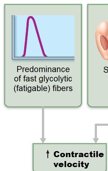 <p>fast glycolytic fibers (fatigable)</p>