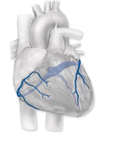 <p>most veins unite/drain into this, and then into the right atrium for venous circulation on the hearts cardiac muscle</p>
