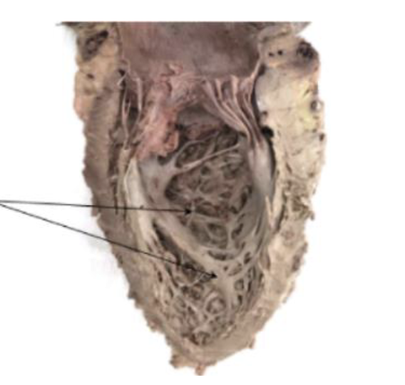 <p>Identify? what are its identification factors</p>