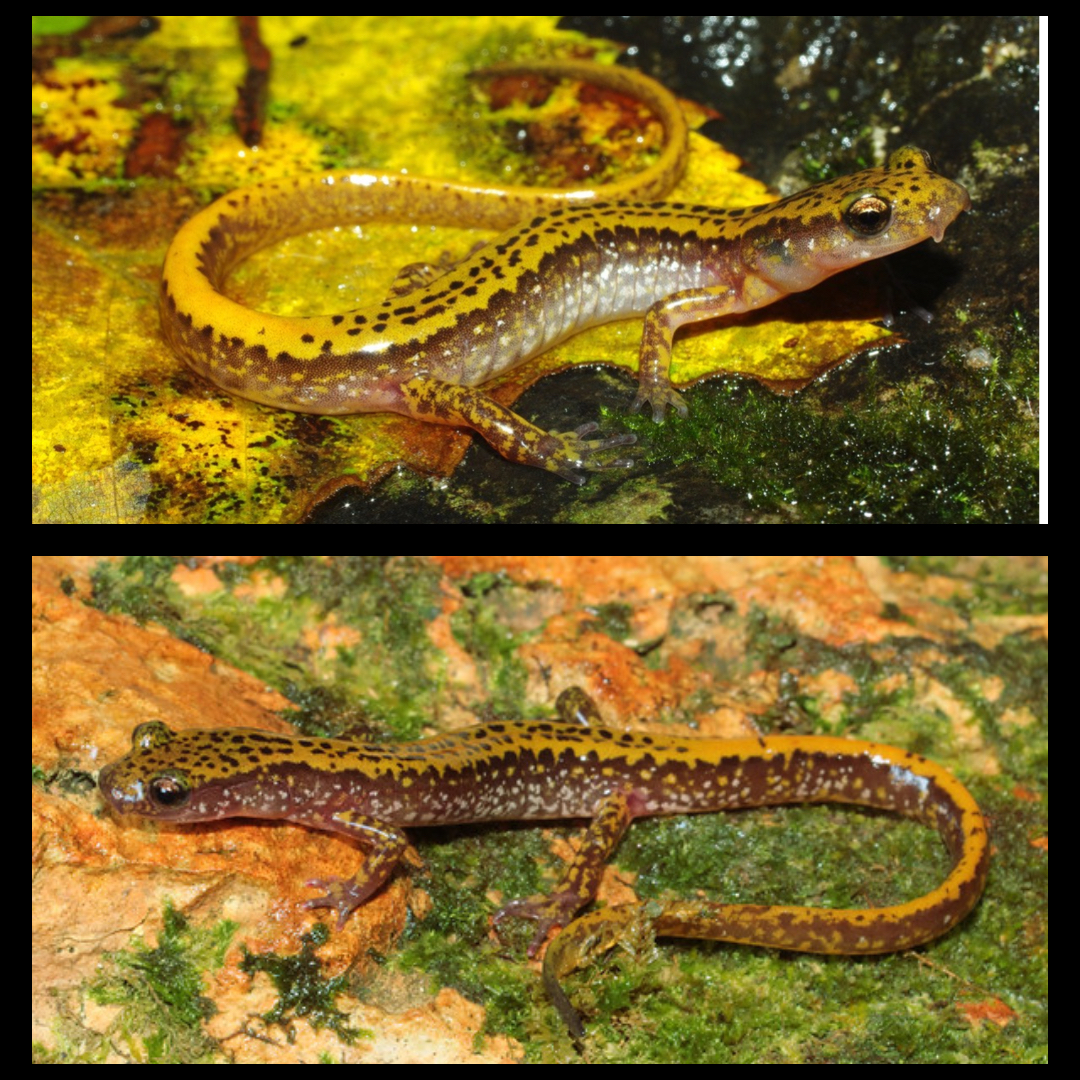 <p>Dark-sided Salamander</p>