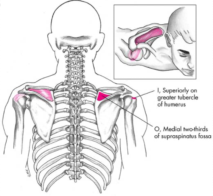 <p>Abduction </p><p>Stabilization of the humeral head in glenoid fossa </p><p>O - Medial 2/3 of supraspinatus fossa </p><p>I - Greater tubercle of humerus </p>