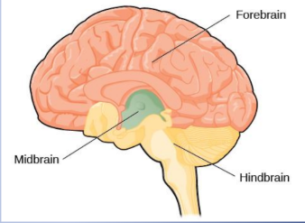 <ul><li><p>Hindbrain</p></li><li><p>Midbrain</p></li><li><p>Forebrain</p></li></ul><p></p>