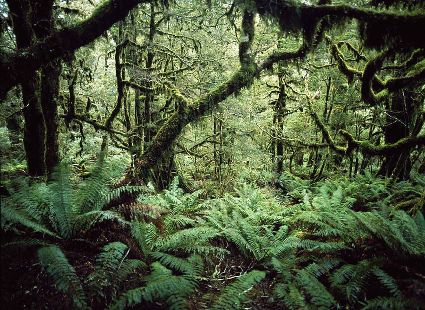<p>thick forest</p>