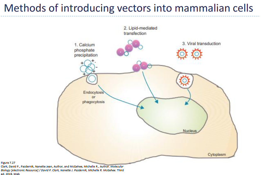 <p>1) Lipid-mediated transfection</p><p>2) Calcium phosphate</p><p>3) Electroporation</p><p>4) Viral transduction</p>