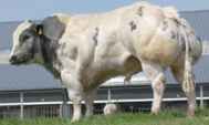 <p>welk type koe is dit</p>
