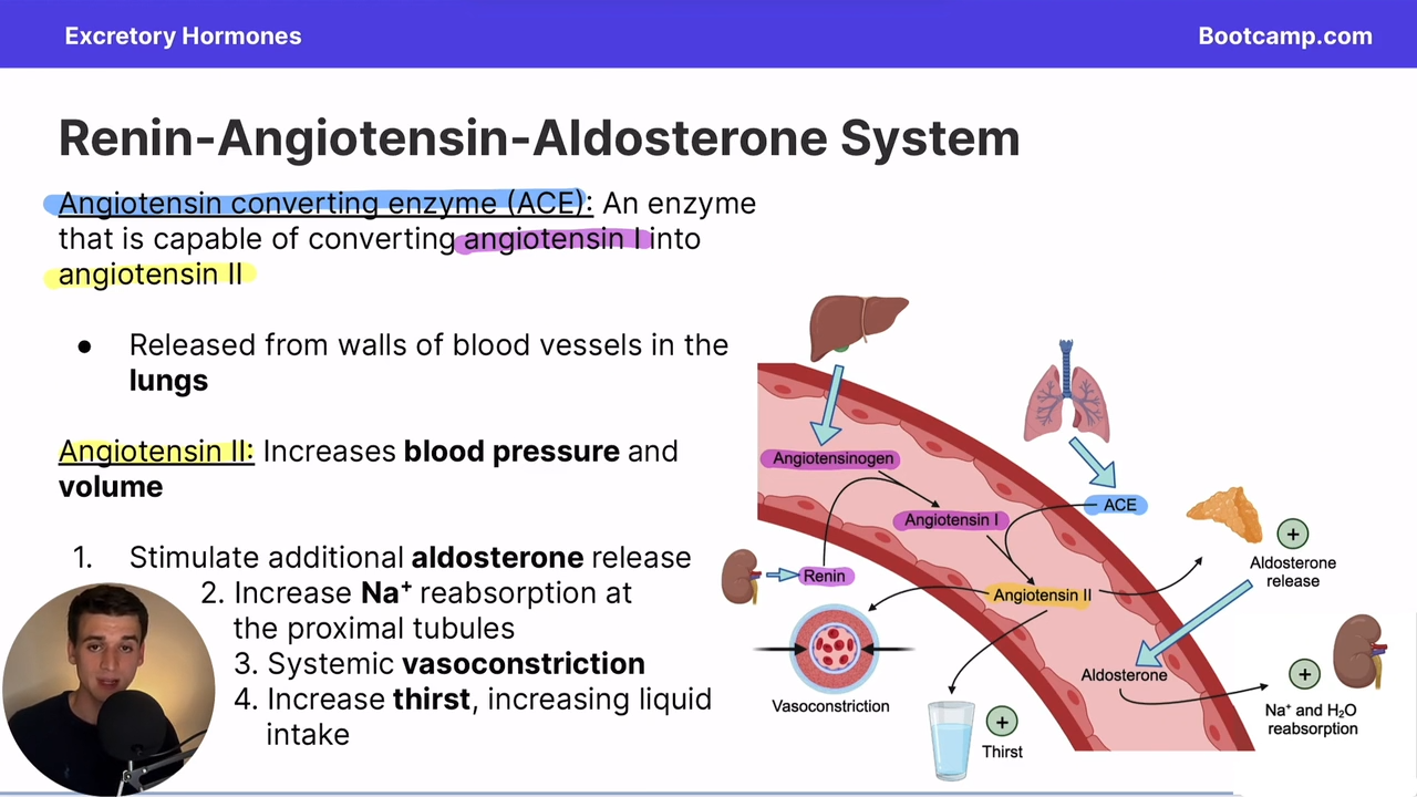 <p>it increases blood pressure and volume </p>
