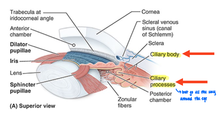<ul><li><p>in vascular layer of eyeball</p></li><li><p>secrete <strong>aqueous humor</strong></p><ul><li><p>clear watery fluid</p></li><li><p>fills ant. segment of eyeball</p></li></ul></li></ul><p></p>