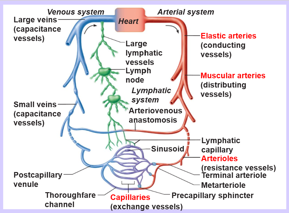 <p>name the types of arteries from largest diameter to smallest</p>