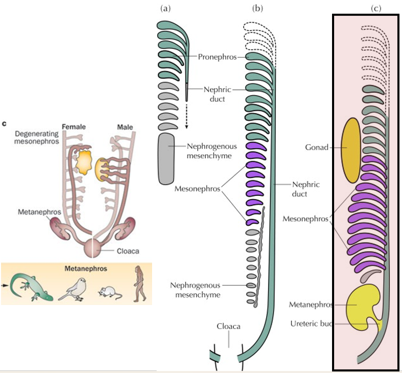 <ul><li><p><strong>Amniote </strong>kidney develops as outpocketing of nephric duct</p></li><li><p>Mesonephric structures sometimes link with <strong>gonads</strong></p></li></ul><p></p>
