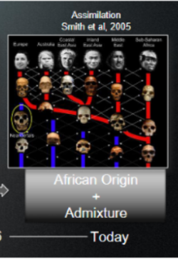 <p>Models for modern human origins:</p><p>Assimilation</p>