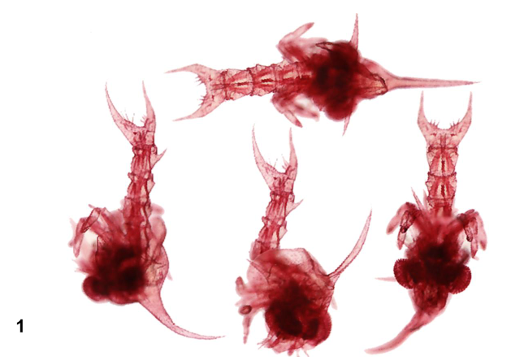 <p>taxa</p><p>larva type</p>