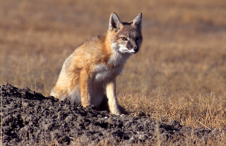 <p>Avg size: <strong>~5 lbs.</strong> <3 ft long with tail.</p><p><strong>Black tipped tail. Black spots on face.</strong></p><p>Grassland/prairies.</p>