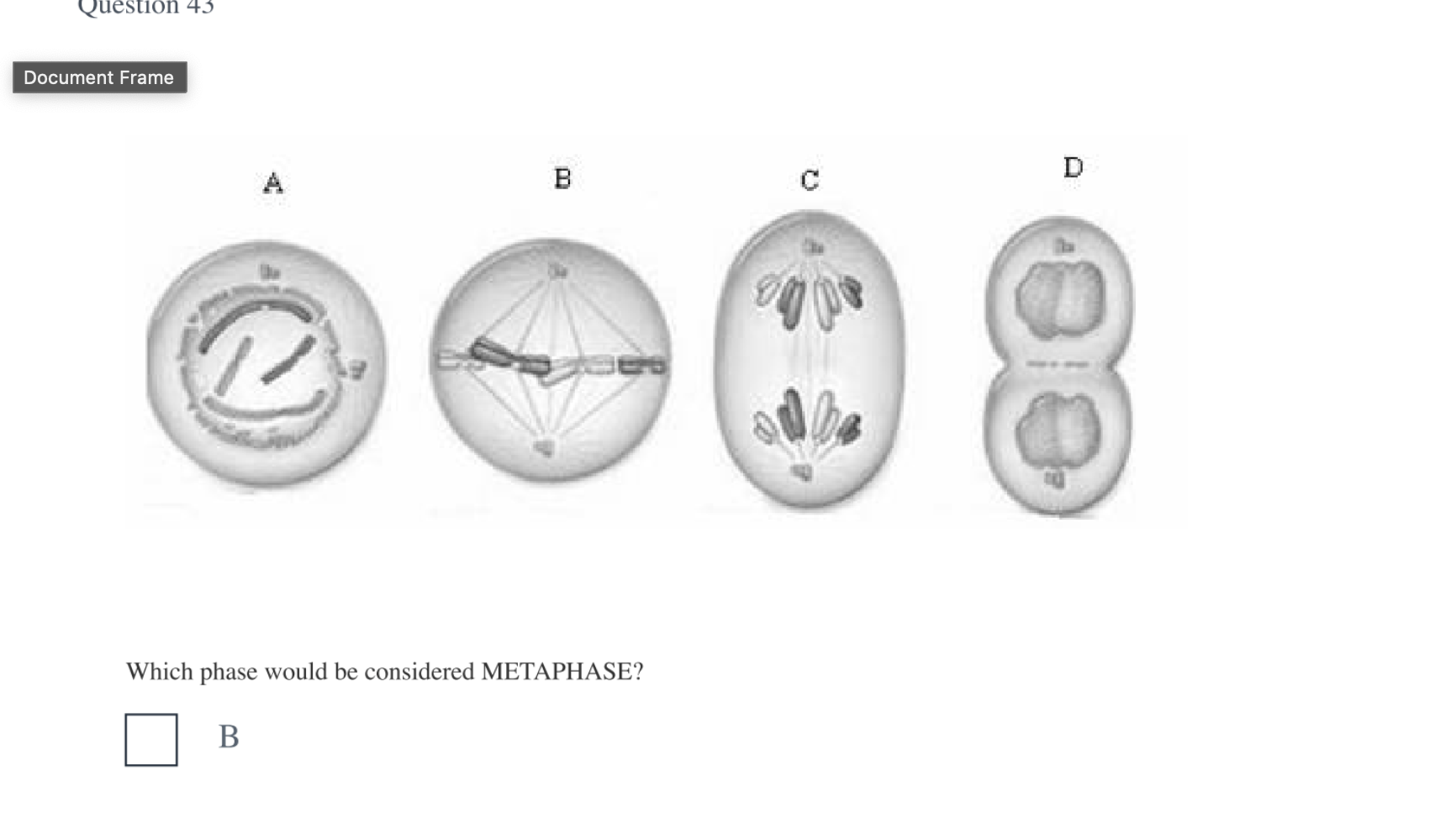 <p>B</p>