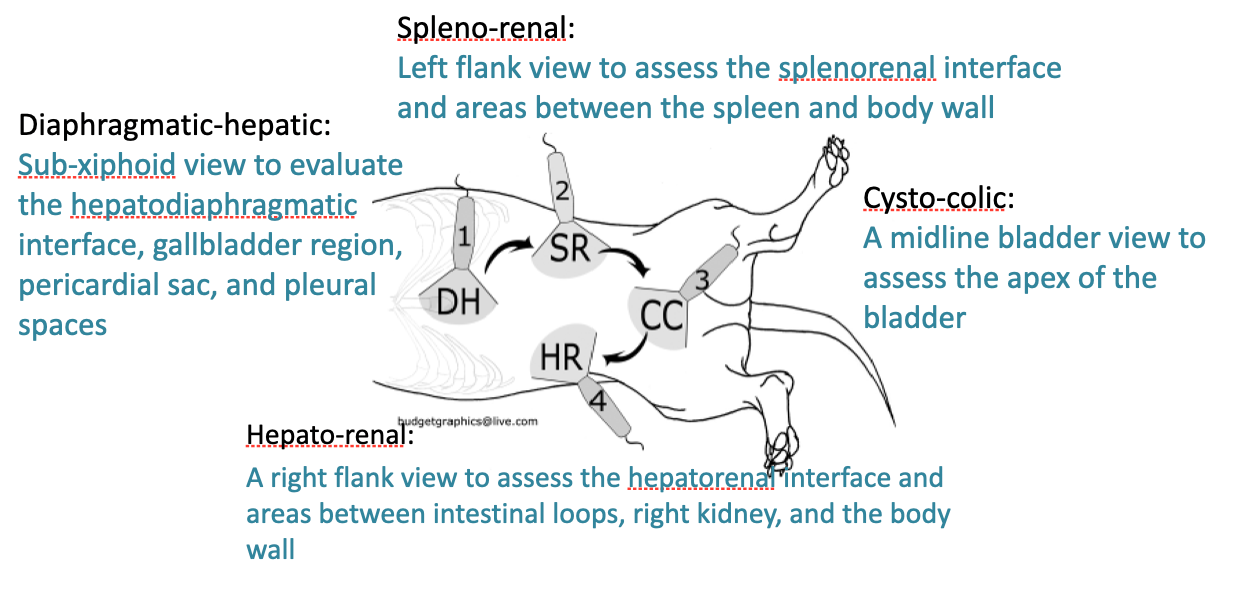 <p><strong>A-FAST</strong></p><p>Has 4 major points that need to be assessed:</p><ul><li><p>Spleno-renal</p><ul><li><p>Left flank view to asses splenorenal interface and areas between the spleen and body wall</p></li></ul></li><li><p>Cysto-colic</p><ul><li><p>Midline bladder view to assess the apex of the bladder</p></li></ul></li><li><p>Hepato-renal</p><ul><li><p>Right flank view to asses the hepatorenal interface and areas between intestinal loops, right kidney, and body wall</p></li></ul></li><li><p>Diaphragmatic-hepatic</p><ul><li><p>Sub-xiphoid view to evaluate the hepatodiaphragmatic interface, gallbladder region, pericardial sac, and pleural spaces</p></li></ul></li></ul><p></p>