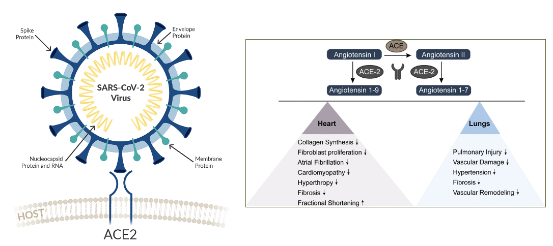 <p><span>cells by binding to the human ACE2 (angiotensin-converting enzyme2) found on the plasma membrane of many organs</span></p><ul><li><p><span>ACE2 lowers blood pressure by converting angiotensin I/II (vasoconstrictor) to a vasodilator</span></p></li></ul><p></p>