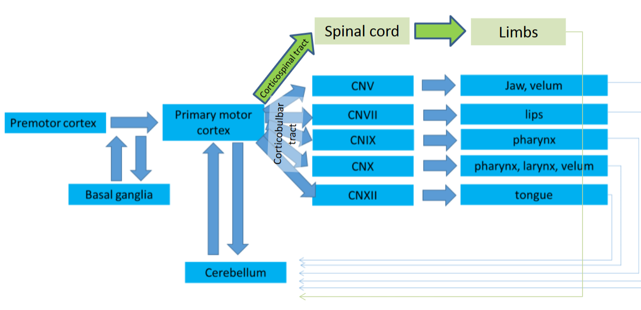 <p>Label where all the speech disorders happen: (Apraxia, Hyperkinetic Dysarthria, Hypokinetic Dysarthria, Ataxic Dysarthria, Spastic Dysarthria, Flaccid Dysarthria)</p>