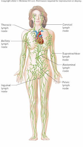 <ul><li><p><strong>Cervical:</strong> Head and neck</p></li><li><p><strong>Axillary:</strong> Upper limbs, chest, breast</p></li><li><p><strong>Supratrochlear:</strong> Forearm and hand</p></li><li><p><strong>Inguinal:</strong> Lower limbs and external genitalia</p></li><li><p><strong>Pelvic:</strong> Pelvic organs</p></li><li><p><strong>Abdominal:</strong> Abdominal organs</p></li><li><p><strong>Thoracic:</strong> Thoracic organs</p></li></ul><p></p>