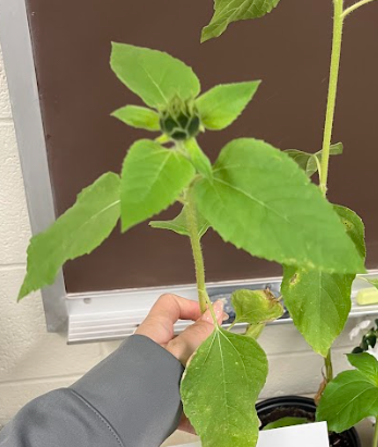 <ul><li><p>pubescent</p></li><li><p>composite flower</p></li></ul><p></p>