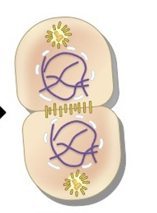 <p>What phase of Mitosis is this?</p>