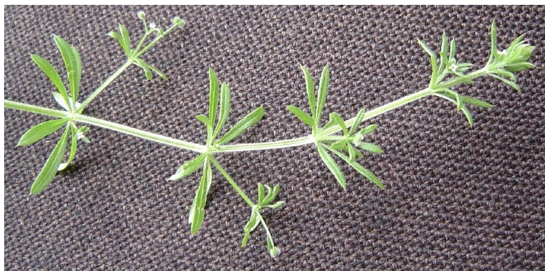 <p><strong>Plant family:</strong> Rubiaceae<br><strong>Life cycle:</strong> Annual (often autumn/winter germinating)<br><strong>Key persistence / spread:</strong> Hooked seeds and stems that cling to animals and clothing<br><strong>Farming systems:</strong> Cereals, arable crops, paddocks with dense canopy</p><p><strong> How to identify</strong></p><p>It is a weak‑stemmed, scrambling weed that relies on other plants for support. It does not stand upright on its own. Instead, it forms tangled mats through crops or pasture.</p><p>Stems are square in cross‑section and covered in minute backward‑facing hooks. Leaves are narrow, pointed, and arranged in distinct whorls (usually 6–8) around the stem — a very strong diagnostic feature.</p><p>Every part of the plant feels sticky or rough to the touch due to the hooked hairs. This tactile feature is often enough to identify it instantly.</p><p>Flowers are small and inconspicuous, but the fruits are paired, rounded structures covered in hooks, making them extremely effective at seed dispersal.</p><p>It is rarely confused once touched; no other common weed combines whorled leaves and universal stickiness.</p>