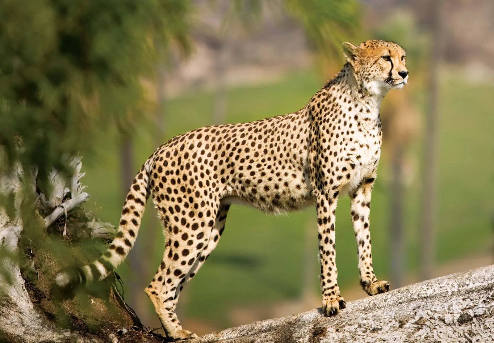 <p>Cheetah</p>