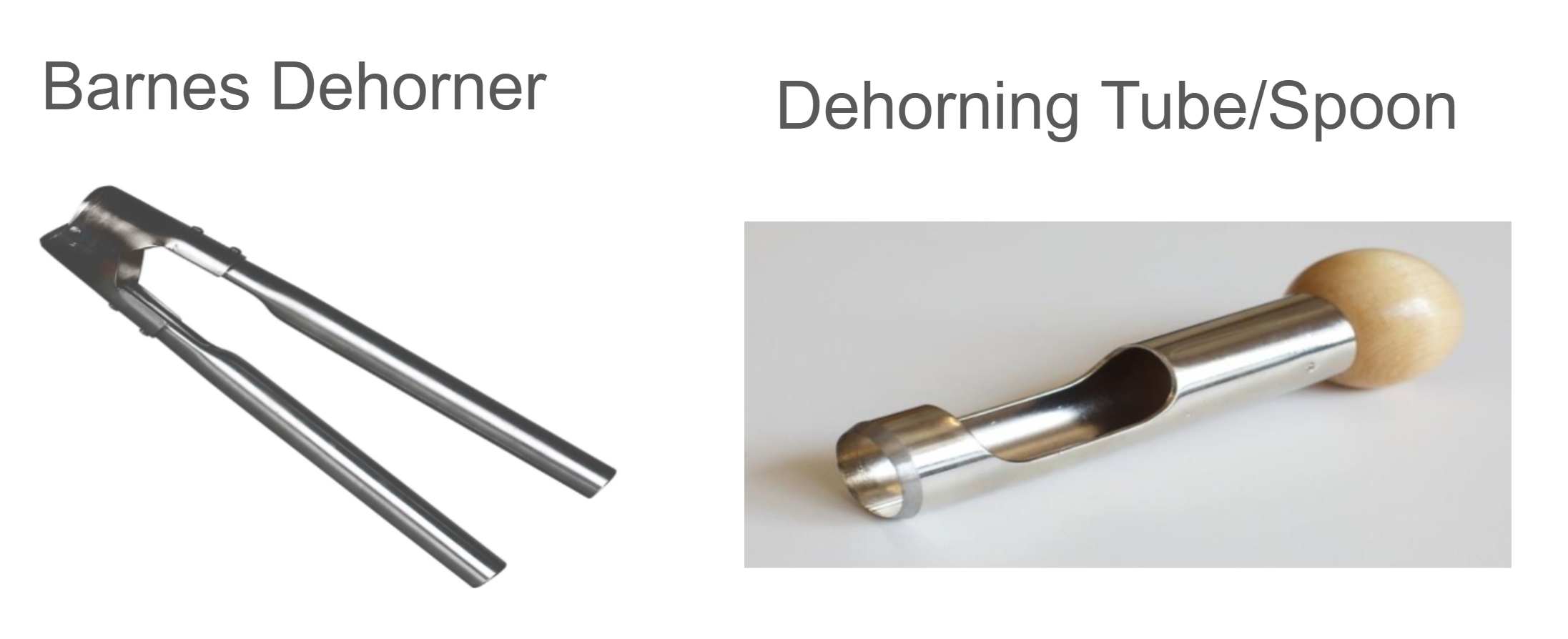 <ul><li><p>Used to dehorn calves early in life</p></li><li><p>Dehorning keeps cattle from damaging themselves or each other with horns later in life</p></li></ul><p></p>